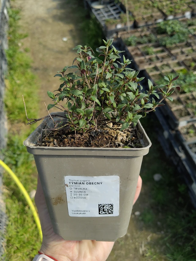Tymián obecný - 27. 3. 2026