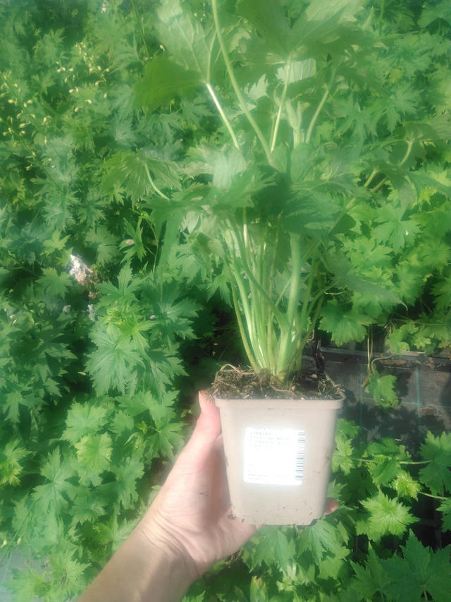 Larkspur Magic Fountains White (Dark Bee) - 2024