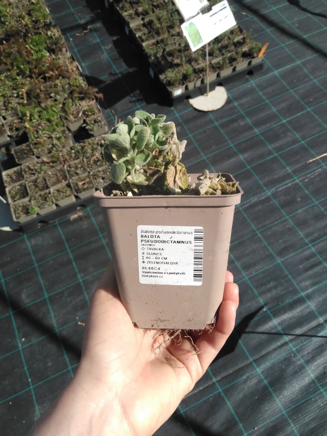 Balota Pseudodictamnus - 3. 4. 2025