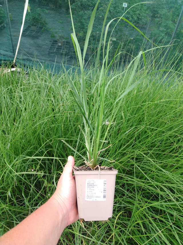 Pennisetum alopecuroides Cassian - 2024