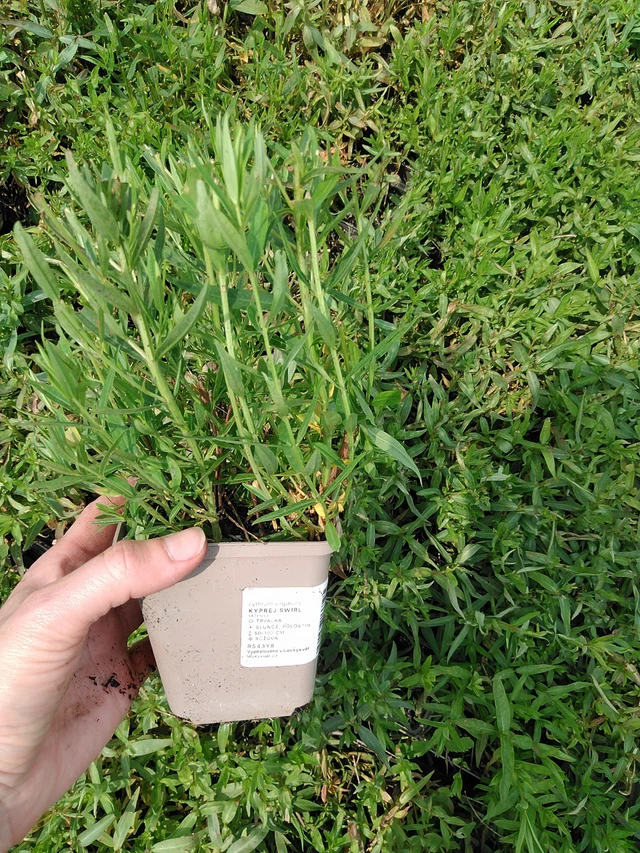 Rantakukka Swirl - 9. 6. 2025