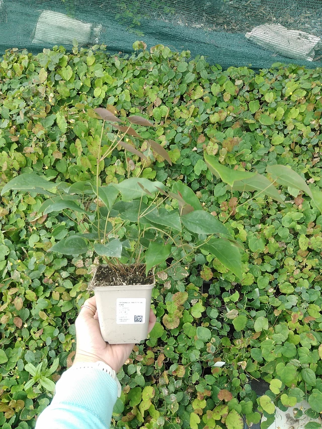 Epimedium Pretty in Pink - 9. 6. 2025