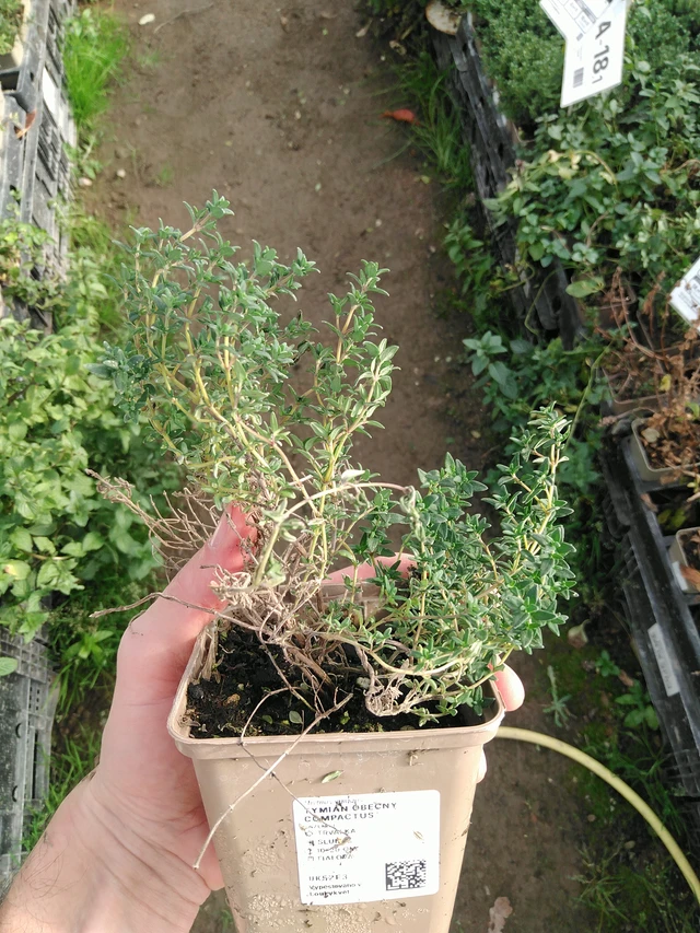 Tymián obecný Compactus - 31. 10. 2025