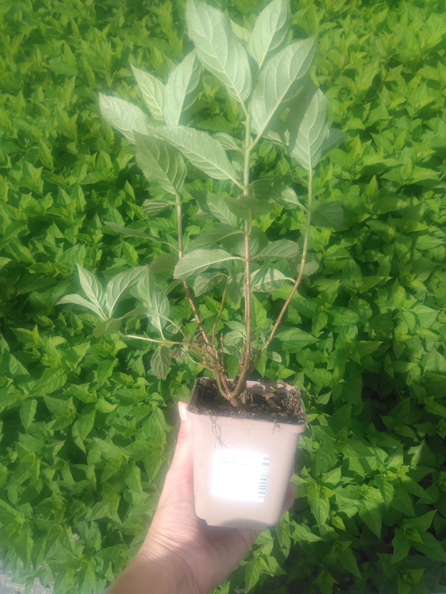 Panicle Hydrangea Limelight - 2024