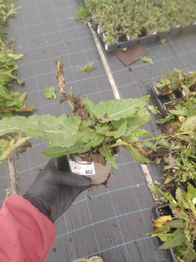 Šalvěj luční Rose Rhapsody - 23. 10. 2025