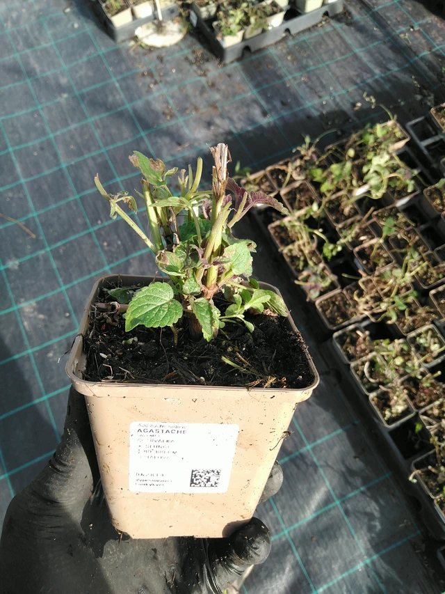 Agastache - 31. 10. 2025