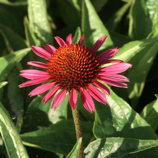 Echinacea Rocky Top, Loukykvět