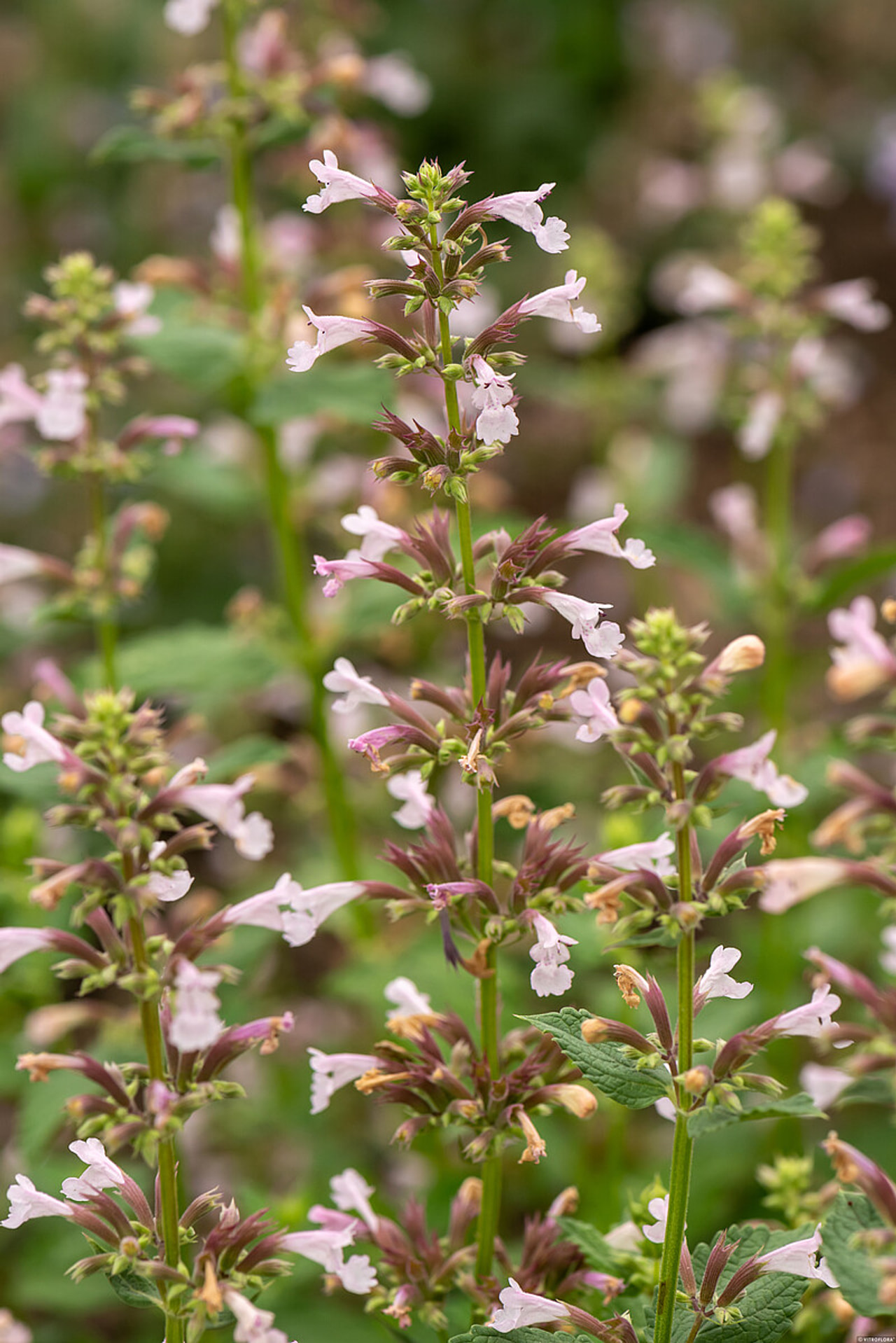 Šanta Dawn to Dusk, Loukykvět