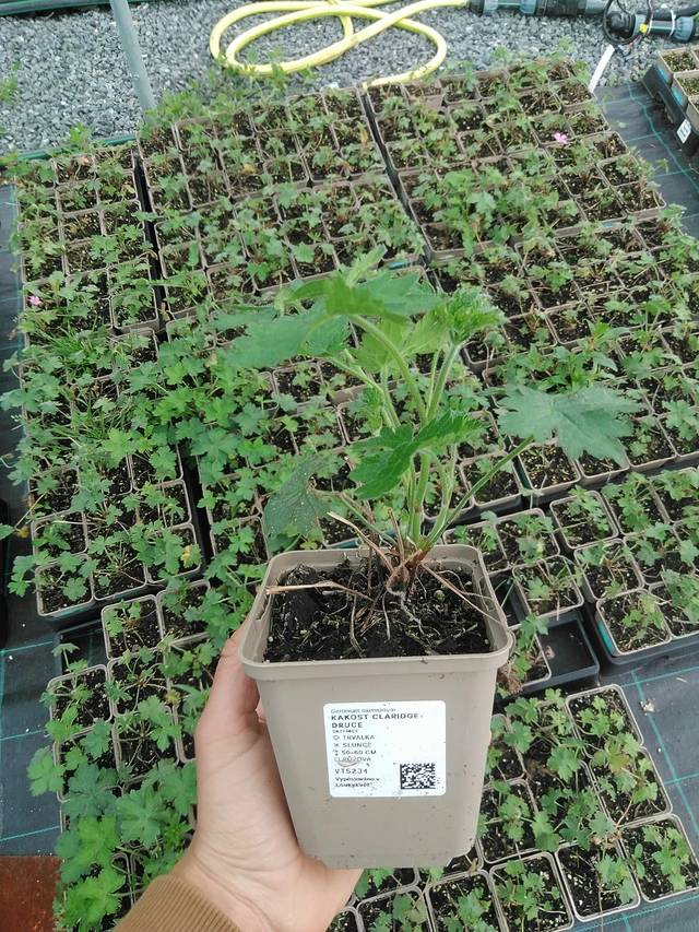 Kurjenpolvi Claridge Druce - 9. 6. 2025