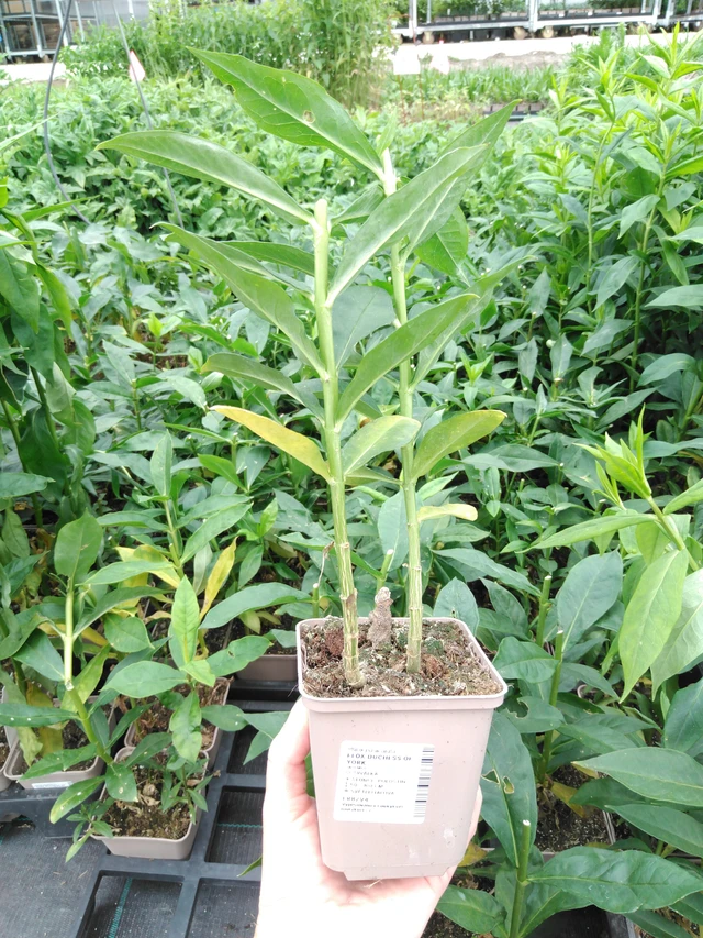 Phlox Duchess of York - 2024