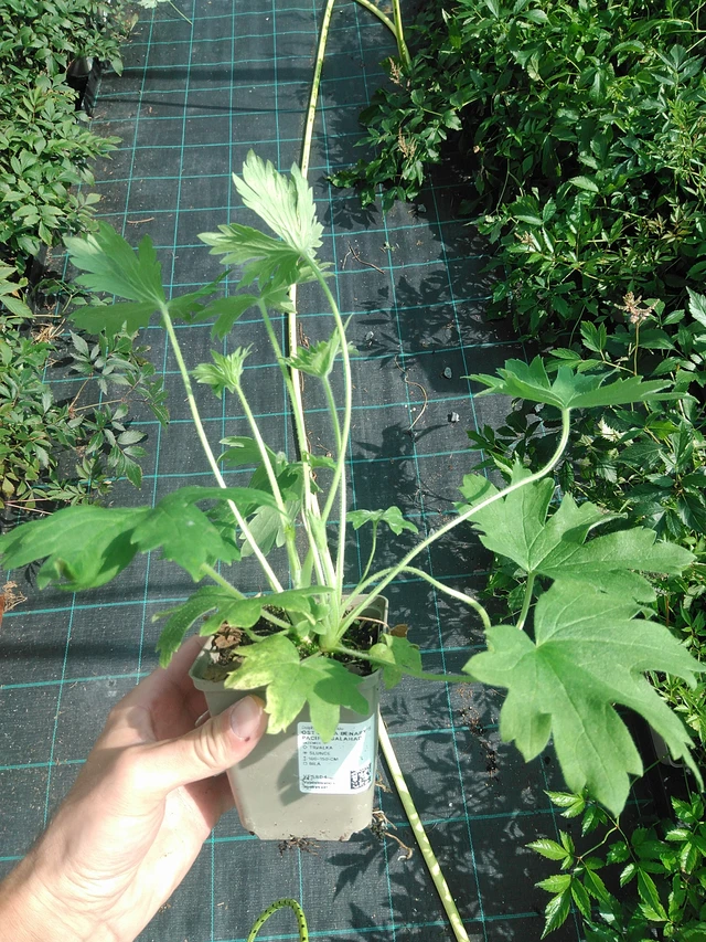 Ritarinkannus Benary’s Pacific Galahad - 24. 6. 2025