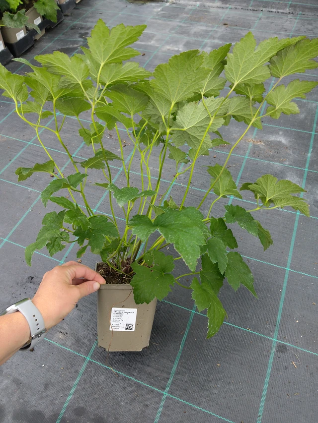 Sasanka japonská Serenade - 10. 9. 2025