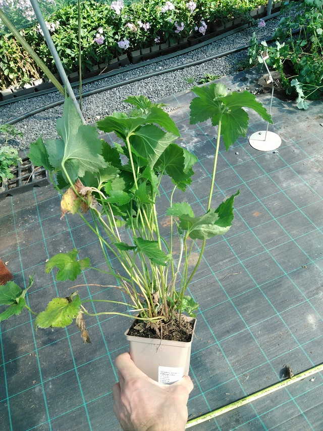 Anémona japonesa Königin Charlotte - 19. 8. 2025