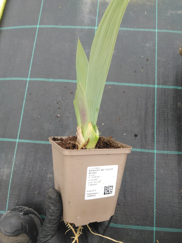 Kosatec Metolius Blues - 1. 4. 2026