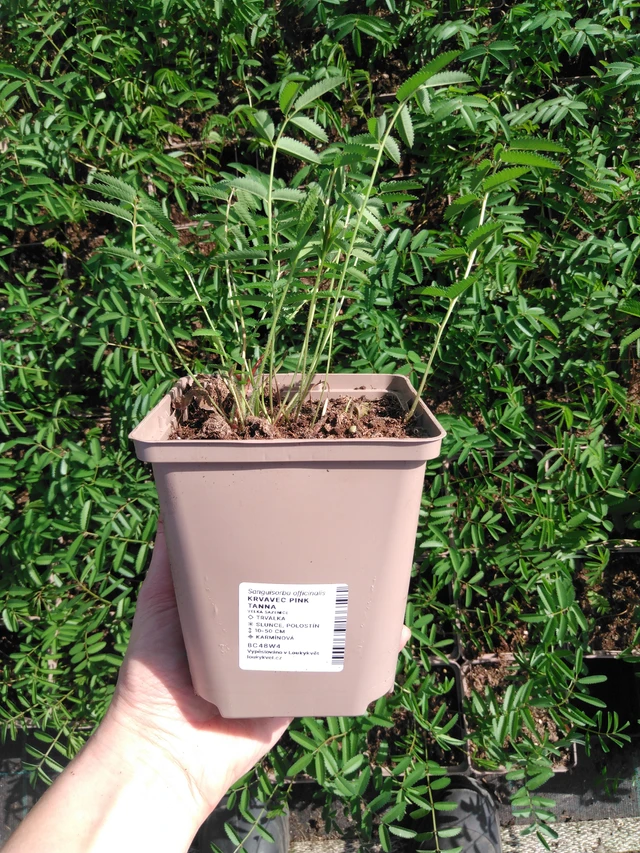 Krvavec Pink Tanna - 2024