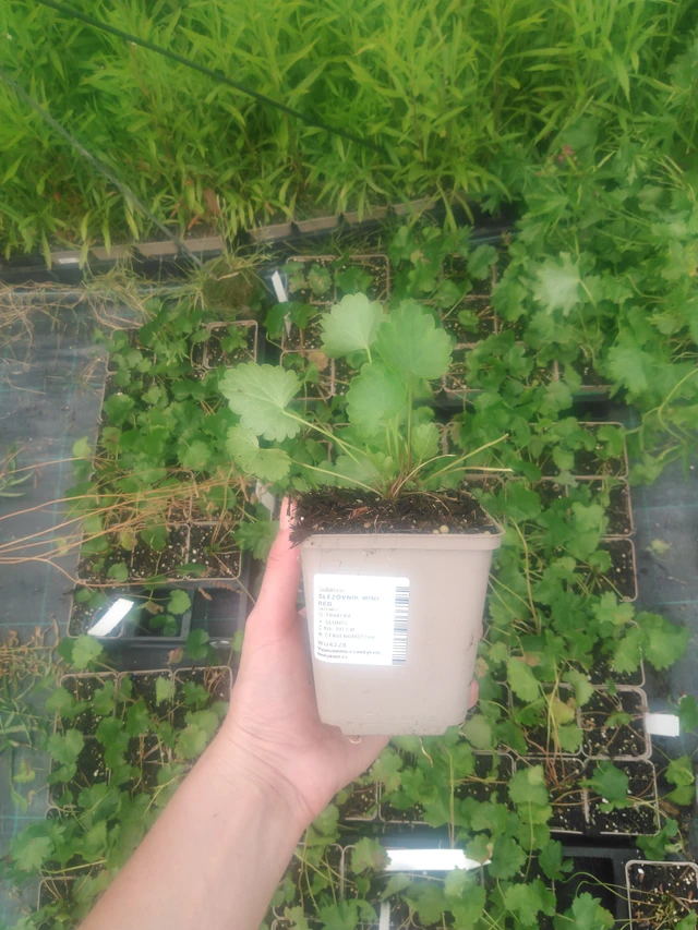 Malesiini Wine Red - 2024