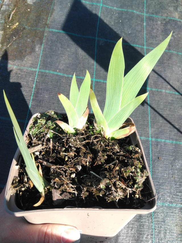 Iris Immortality - 3. 4. 2025