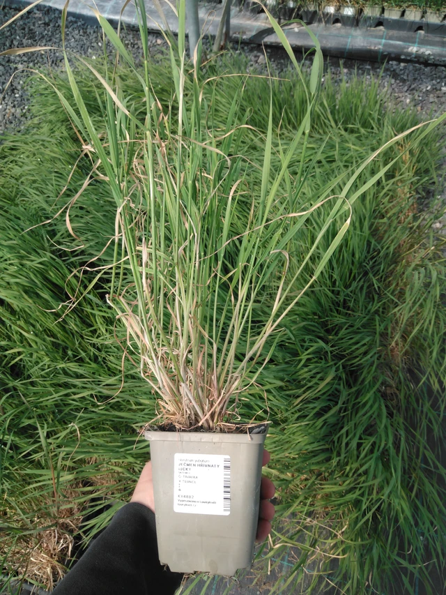 Jouhiheinä Ricky - 13. 5. 2025