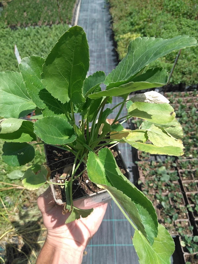 Panicaut plan - 24. 6. 2025