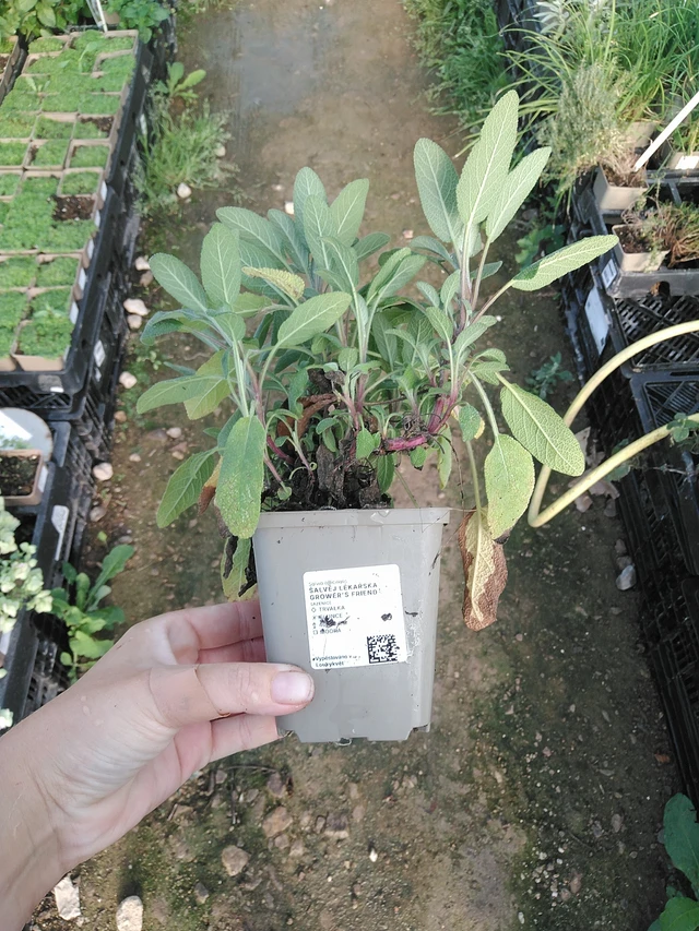 Szałwia lekarska Grower's Friend - 19. 8. 2025