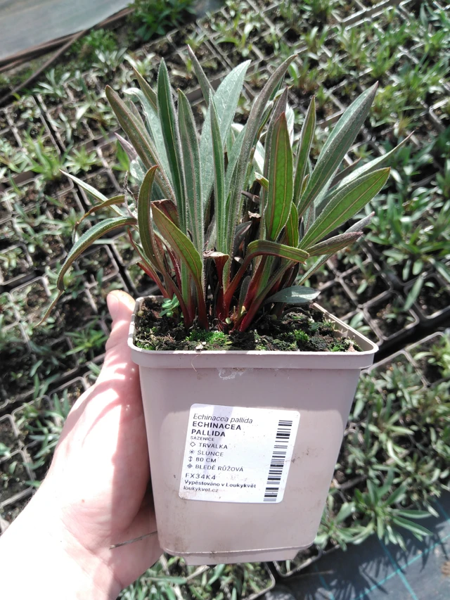 Echinacea pallida - 2024