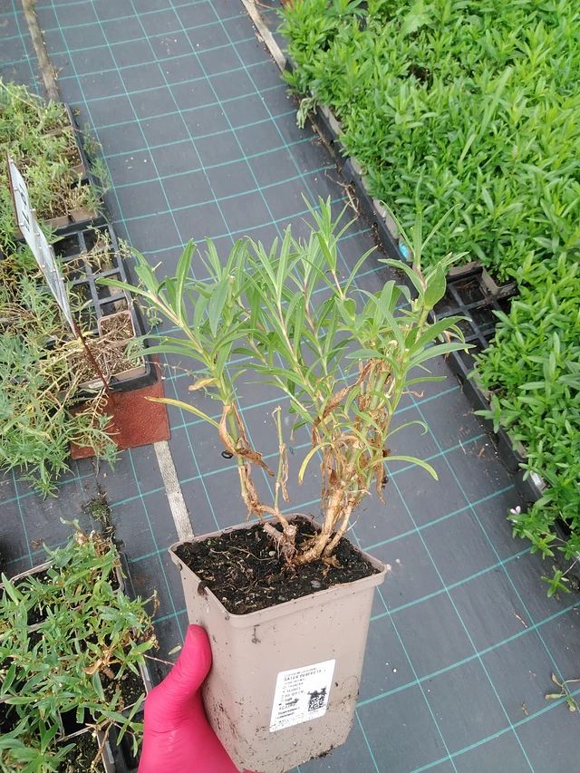 Gypsophila Perfecta - 29. 7. 2025