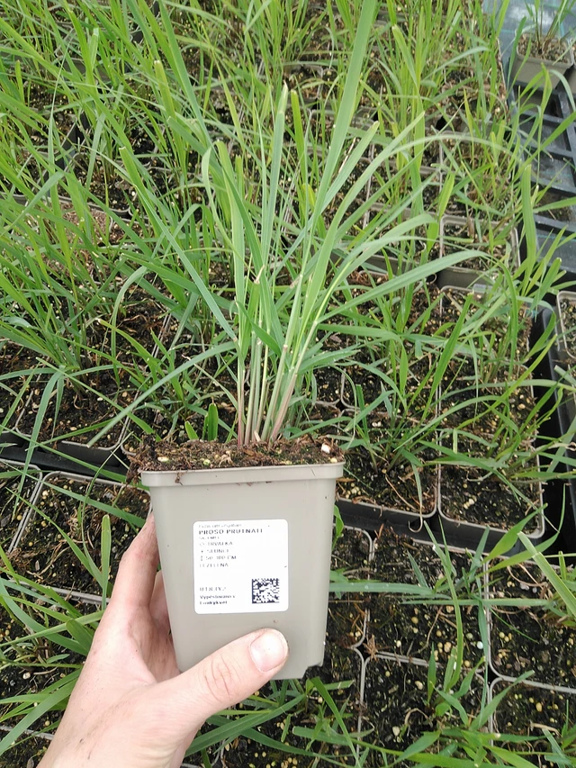 Proso prutnaté - 9. 6. 2025