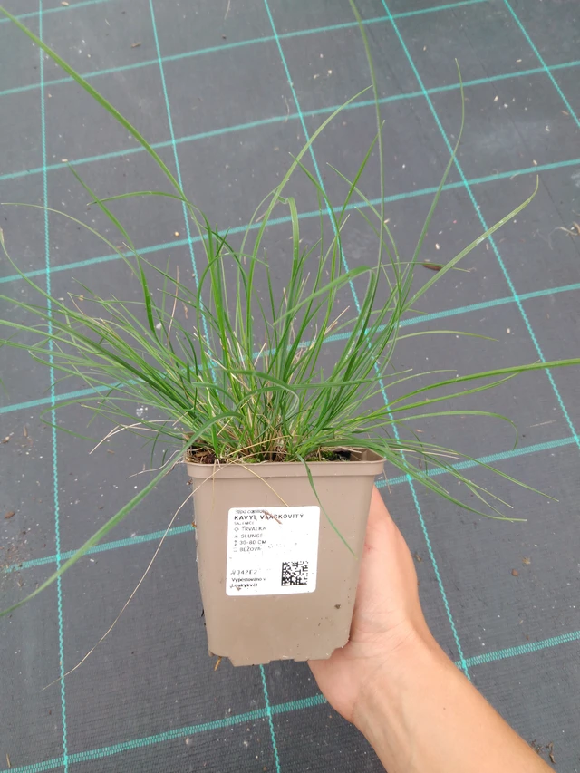 Töyhtövilja vláskovitý - 10. 9. 2025