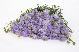 Didiscus Lavender Blue, Loukykvět