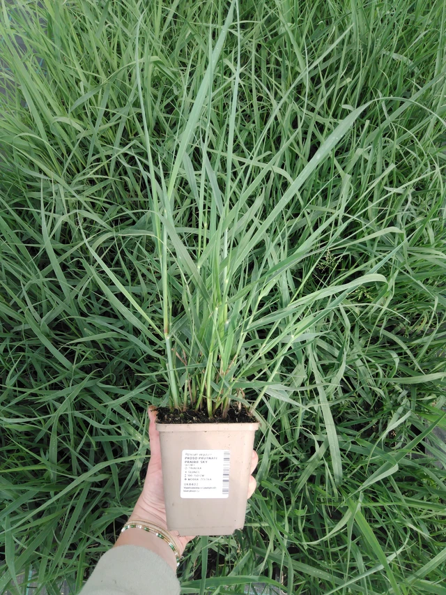 Proso prutnaté Prairie Sky - 2024