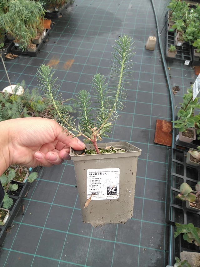 Euforbia sivý  - 11. 7. 2025