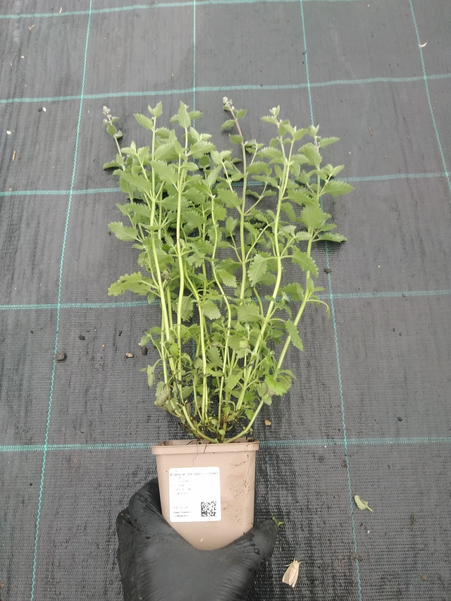 Šanta Six Hills Giant - 4. 8. 2025