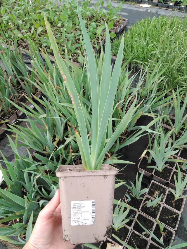 Iris Immortality - 2024