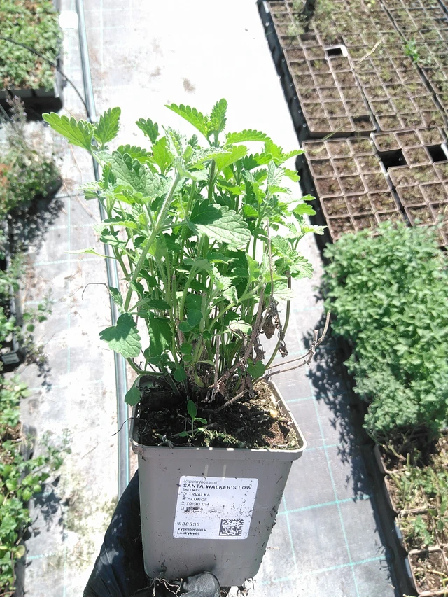 Hierba gatera Walker’s Low - 19. 8. 2025