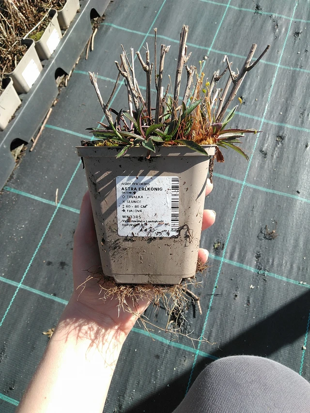 Őszirózsa Erlkönig - 7. 4. 2026