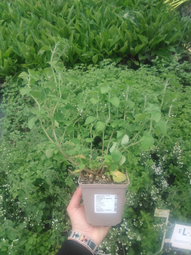 Mirrinminttu White Cloud - 2024