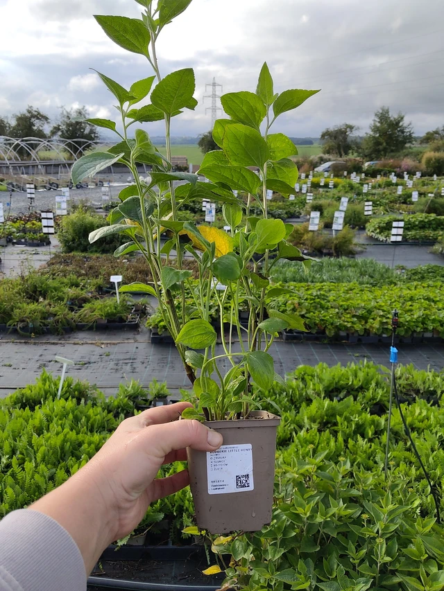 Rudbeckia Little Henry - 9. 10. 2025