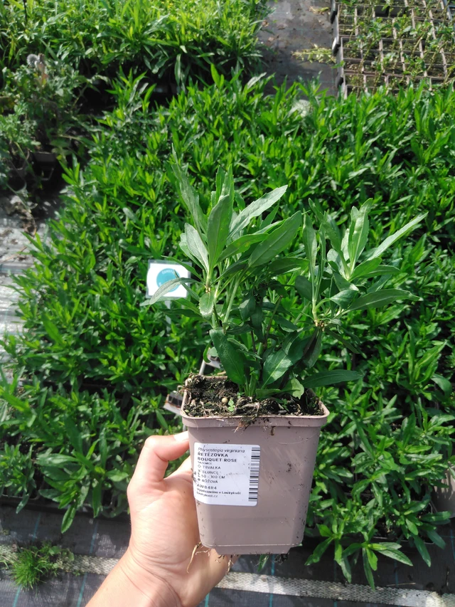 Lythrum Bouquet Rose - 2024