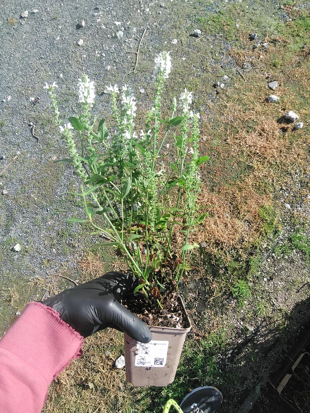 Salvia Adrian - 19. 8. 2025