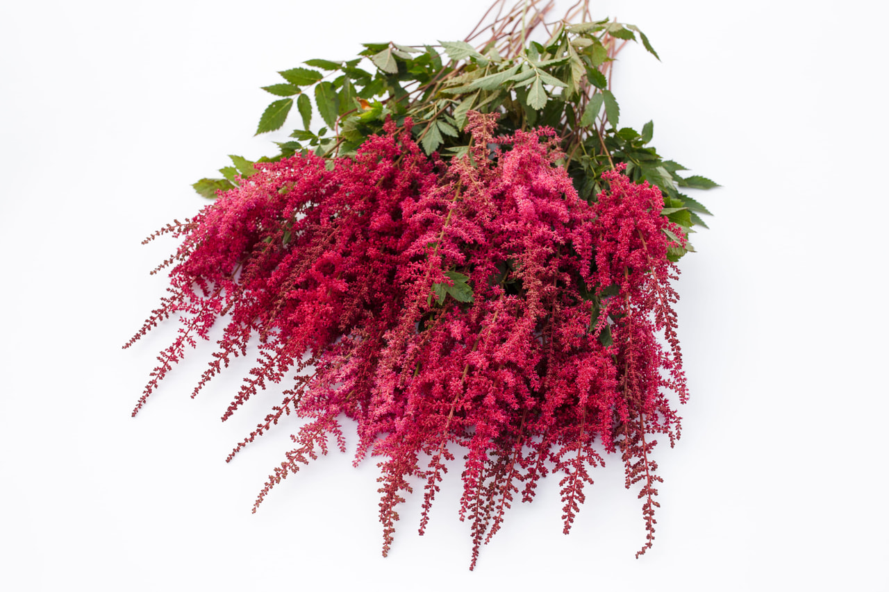 Astilbe Paul Gaarder, Loukykvět