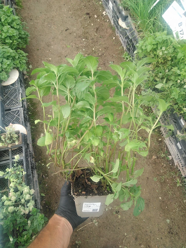 Menta albahaca - 10. 9. 2025