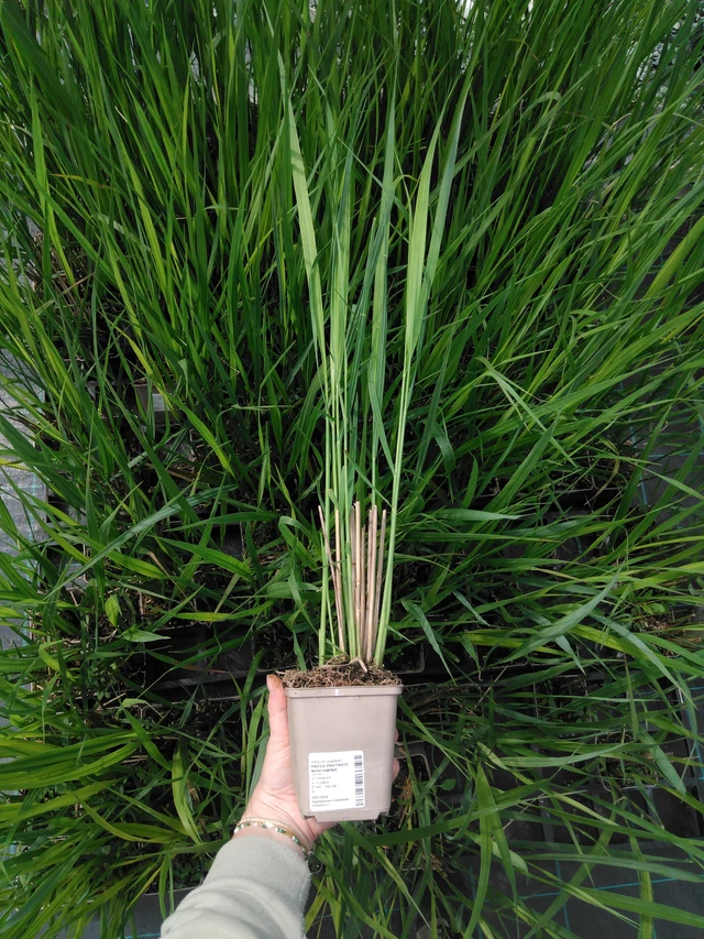 Mijo panicular Northwind - 2024