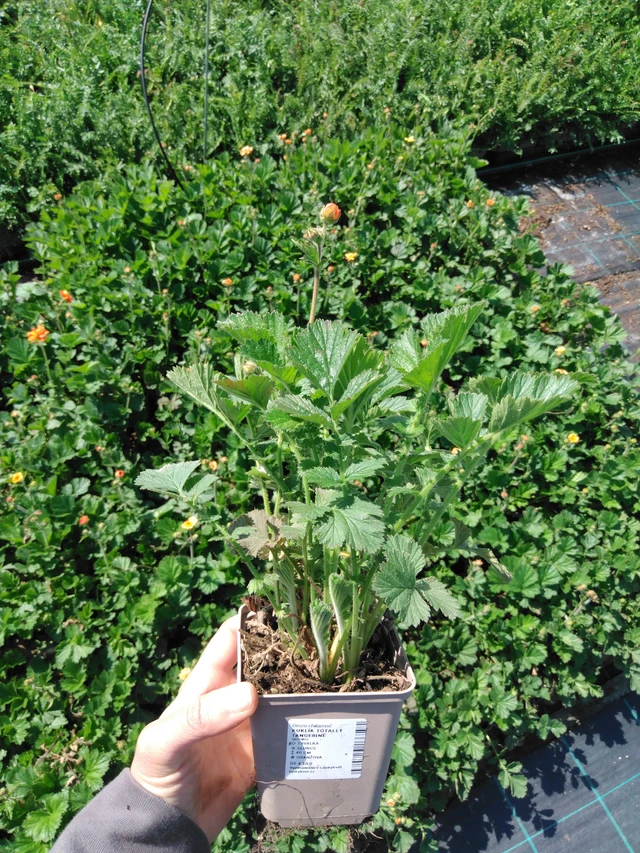 Geum Totally Tangerine - 13. 5. 2025