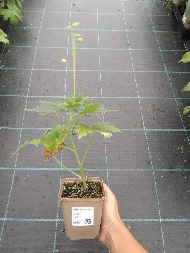 Delphinium Highlander Moonlight - 10. 9. 2025