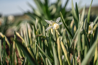 Narcis Thalia, Loukykvět