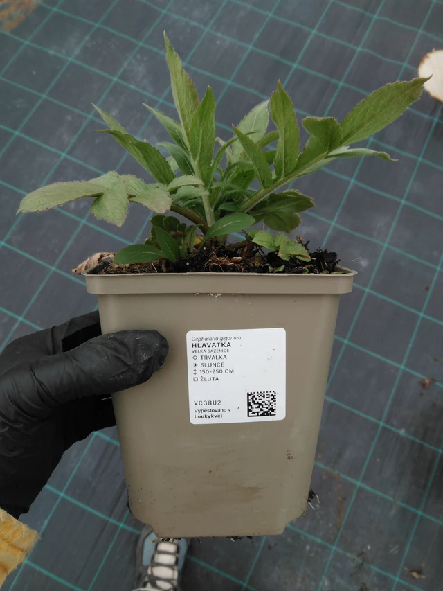 Schuppenkopf - 1. 4. 2026