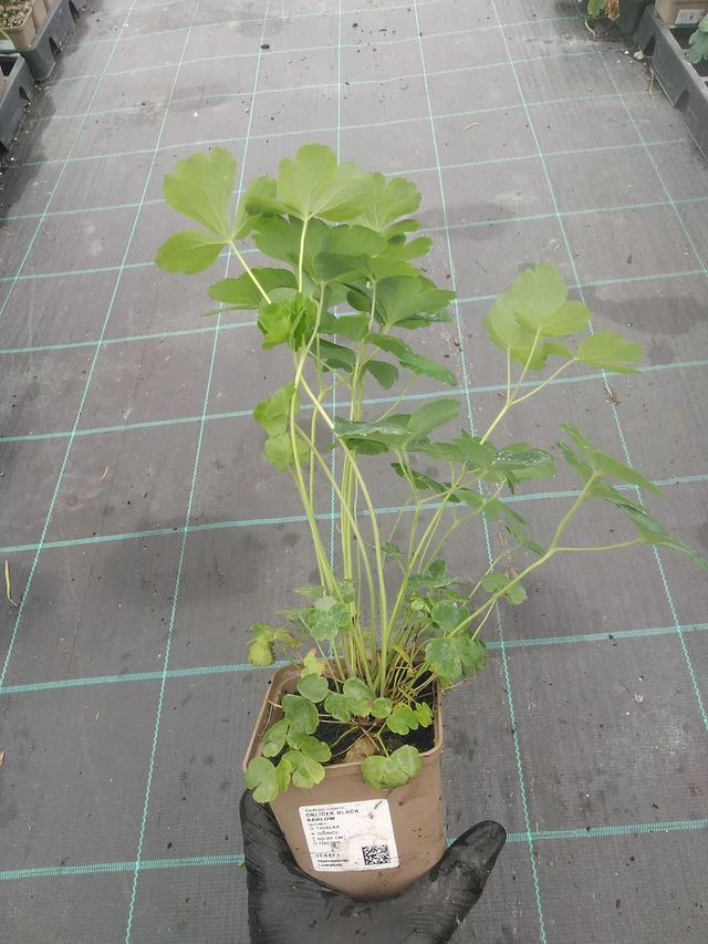 Akvileija Black Barlow - 4. 8. 2025