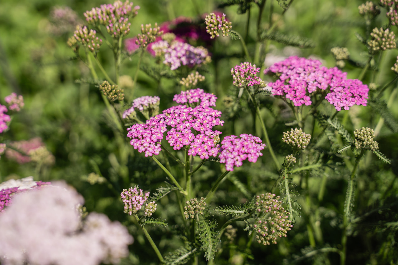 Řebříček Cerise Queen, Loukykvět