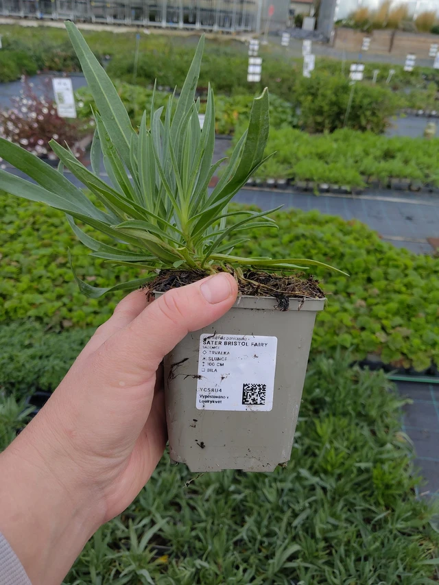 Gypsophila Bristol Fairy - 9. 10. 2025