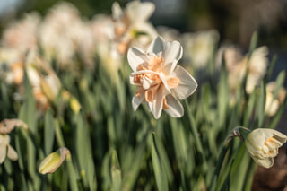 Narcis Delnashaugh, Loukykvět